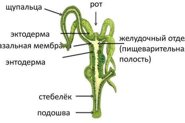 Kraken onion зеркала 2024